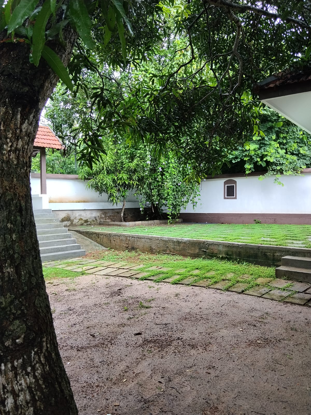 Green courtyard beneath a mature tree